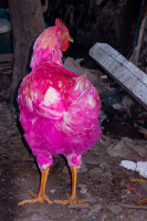 https://wp12222508.server-he.ch/files/gimgs/th-453_Huhn Pink_huber_huber.jpg